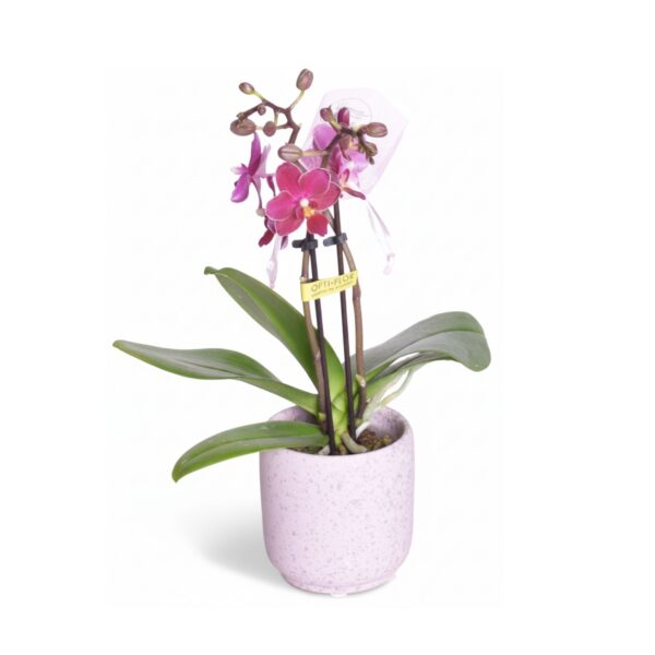 Kuuking 'Aromio' P7 erinevad 2 õievart lõhnav