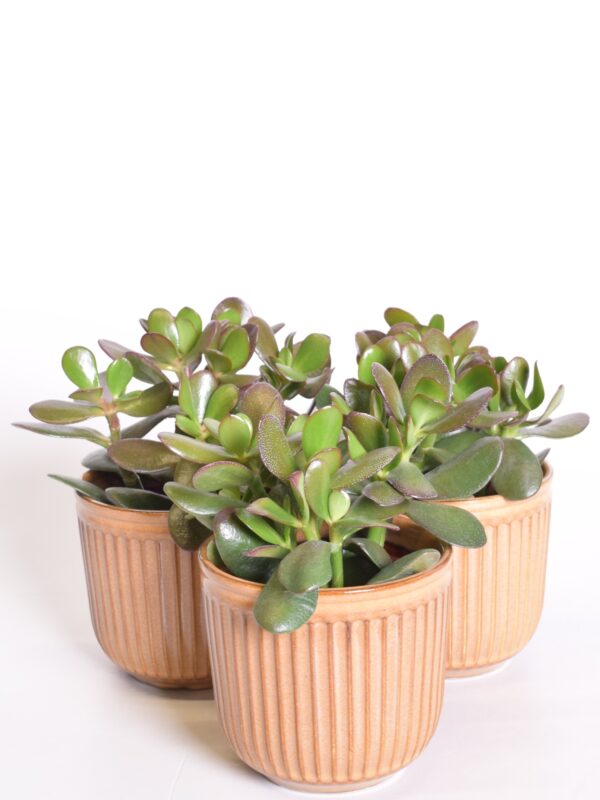 Portulak-turdleht P10,5