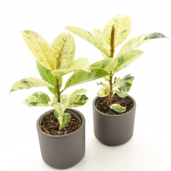 Kummi-viigipuu 'Schrijveriana/Shivereana' P9