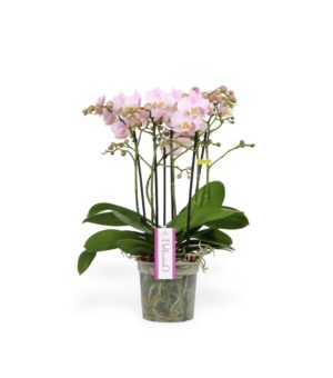 Kuuking ‘Bellissimo Adora’ P15 2 taime 4 õievart