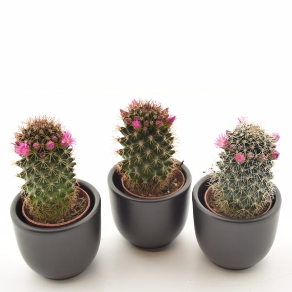 Näsakaktus P5,5 (ernestii)