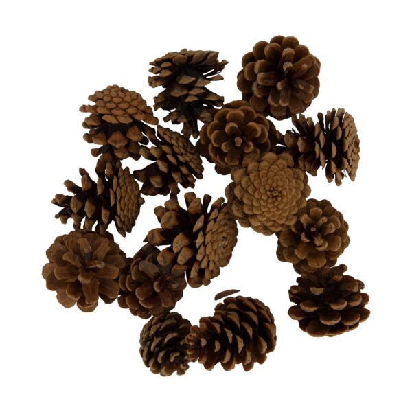 Dekoratsioon männikäbid 200g