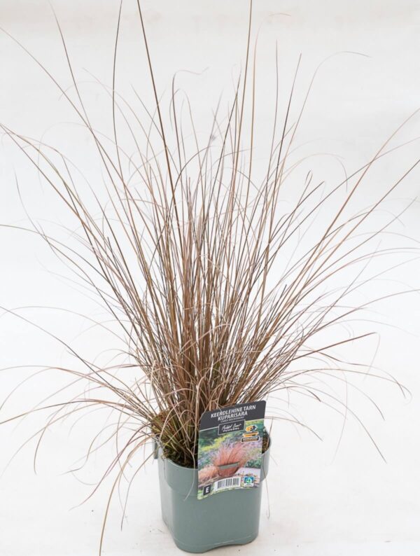 Keerdlehine tarn P17 Eestis kasvatatud