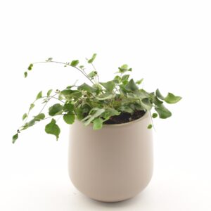 Ümaralehine pellea P8,5