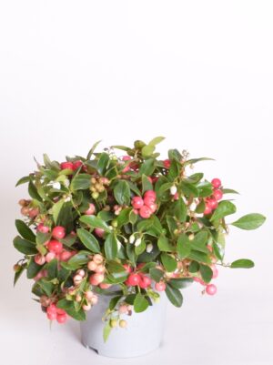 Lamav talihali ‘Big Berry’ P12