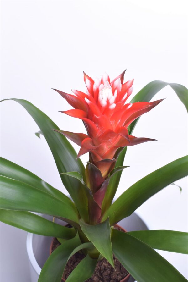 Gusmaania 'Hope' P12