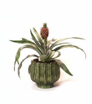 Ananass ‘Rosita’ P12