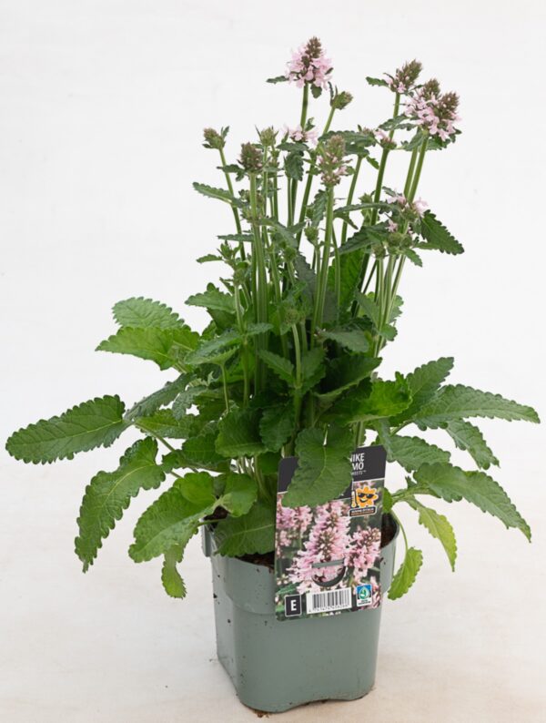 Harilik tõnnike 'Summer Sweets' P17 Eestis kasvatatud