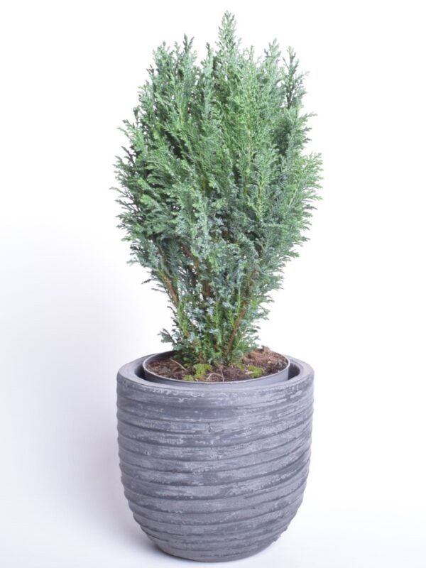 Kalifornia ebaküpress 'Ellwoodii' P17 45cm