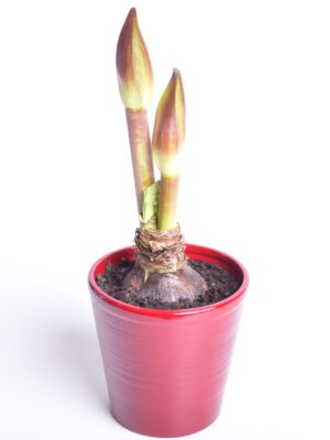 Ratsuritäht P12 erinevad 2 õievart