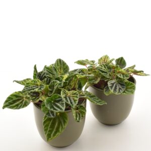 Keerdlehine peperoomia ‘Buenos Aires’ P11