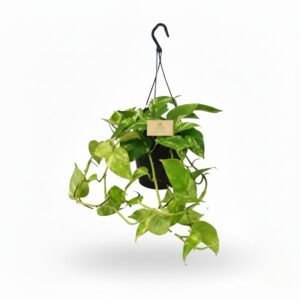 Kuld-nõelköis P17 amplis