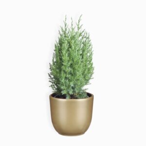 Hiina kadakas ‘Stricta’ P13 40cm