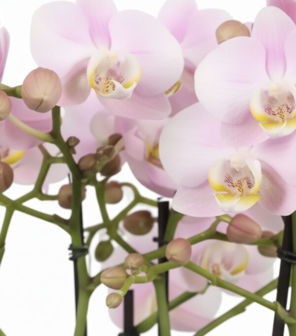 Kuuking 'Bellissimo Adora' P15 2 taime 4 õievart