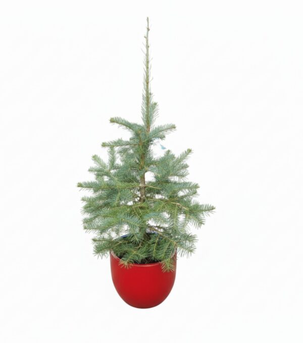 Hall nulg 160cm P30 Eestis kasvatatud