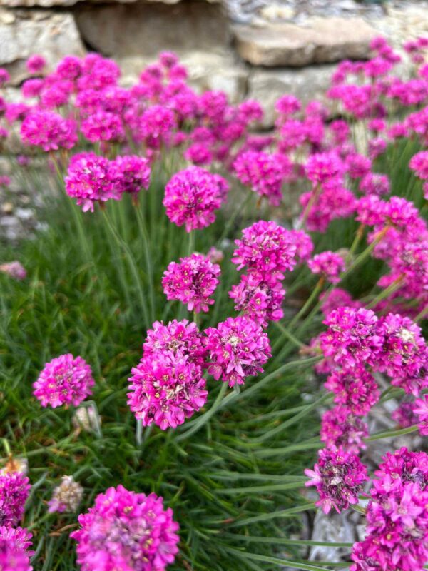 Harilik merikann 'Düsseldorfer Stolz' P12 Eestis kasvatatud