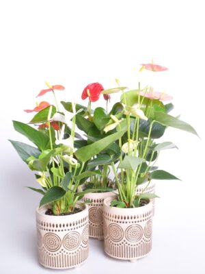 Flamingolill P12 erinevad ümbrispotis