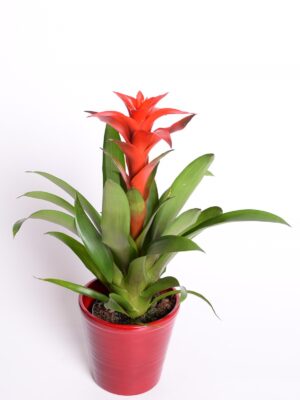 Gusmaania ‘Calypso’ P12