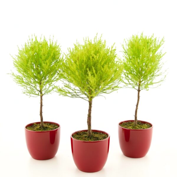 Suureviljaline küpress 'Goldcrest Wilma' P11 tüvel