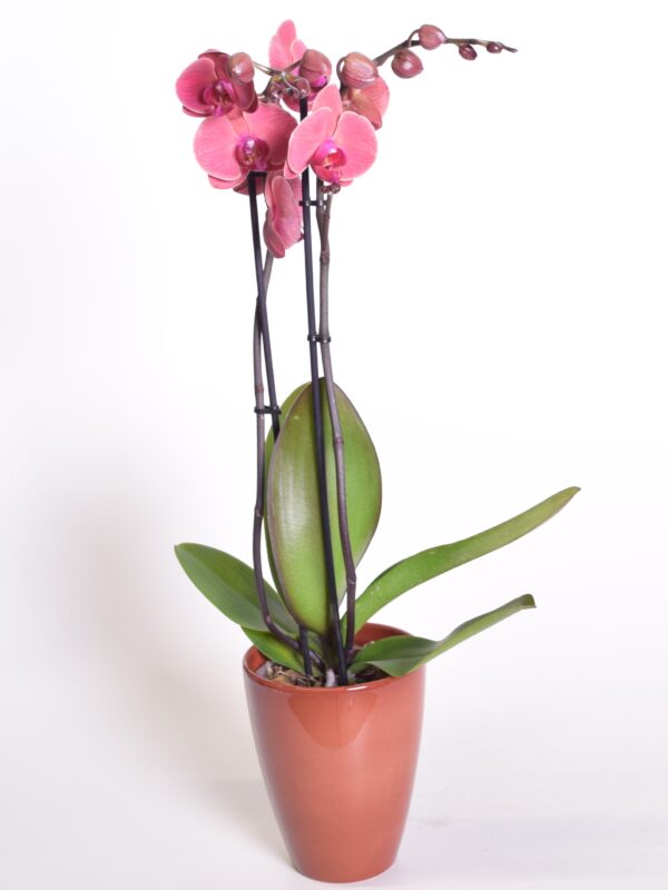 Kuuking Optistar 'Coral' P12 2 õievart