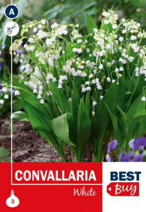 Harilik maikelluke ‘White’ 3tk