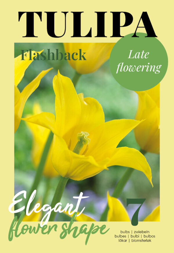 Tulp 'Flashback' 7tk