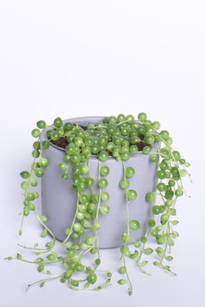 Helmes-ristirohi P11