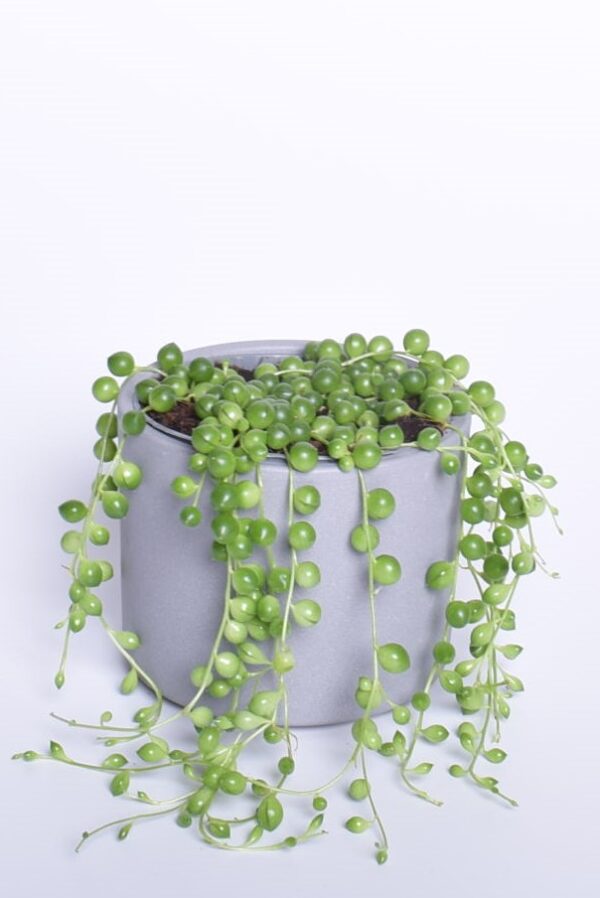 Helmes-ristirohi P11