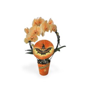 Kuuking P12 värvitud Halloween