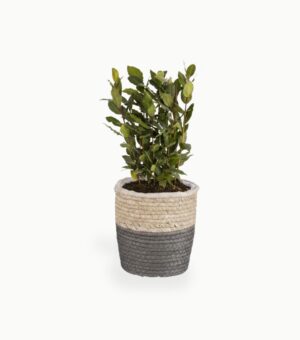 Harilik loorberipuu P11