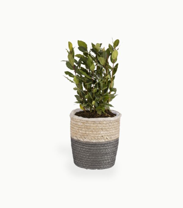 Harilik loorberipuu P11