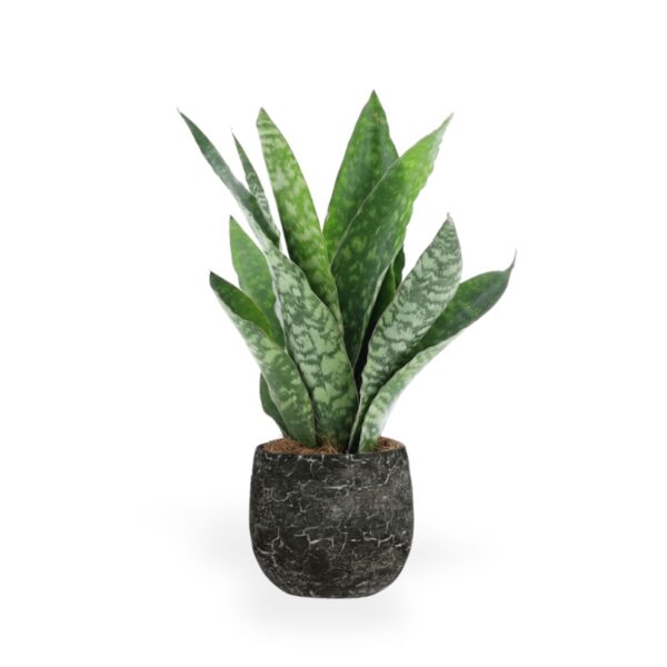 Aubryti havisaba P14