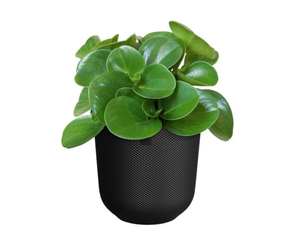 Lillepott Jazz Ø14x h13cm must