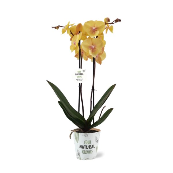 Kuuking 'Manta Palau' P12 2 õievart