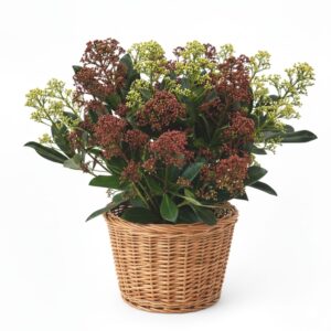 Jaapani skimmia ‘Festival’ P15