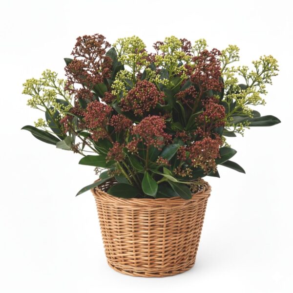 Jaapani skimmia 'Festival' P15