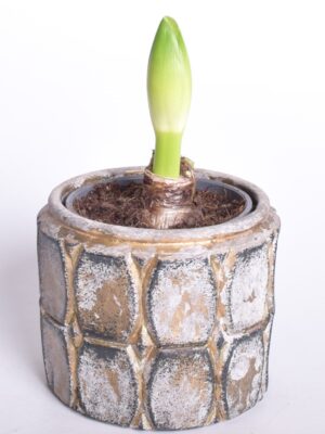 Ratsuritäht P9 erinevad 2 õievart