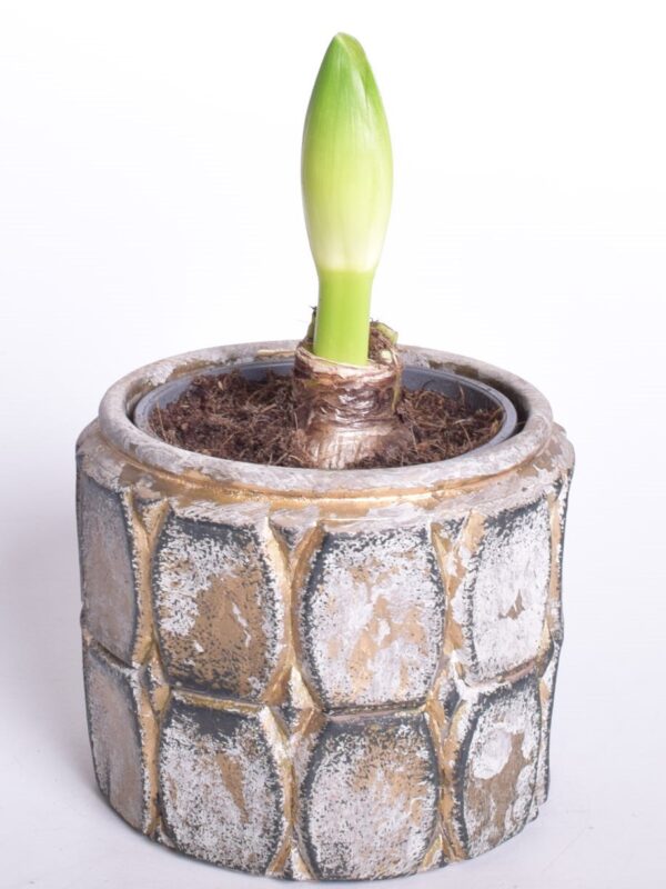 Ratsuritäht P9 erinevad 2 õievart