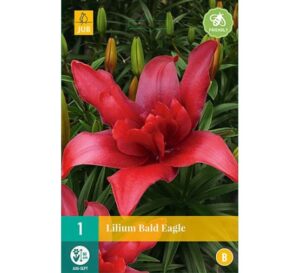 Liilia ‘Bald Eagle’ 1tk