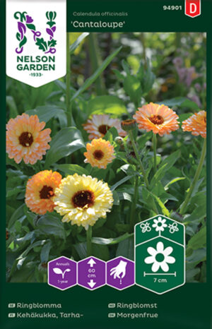 Saialill ‘Cantaloupe’