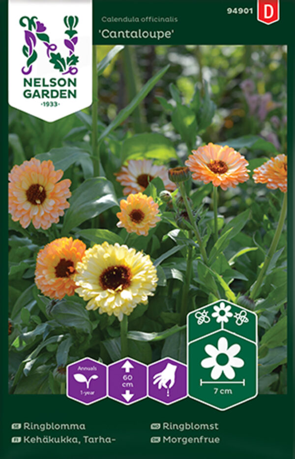 Saialill 'Cantaloupe'