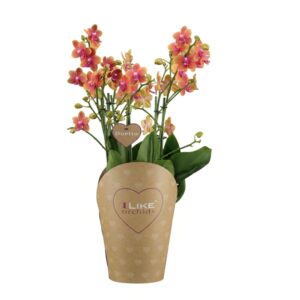 Kuuking ‘Bolgheri’ P17 lõhnav