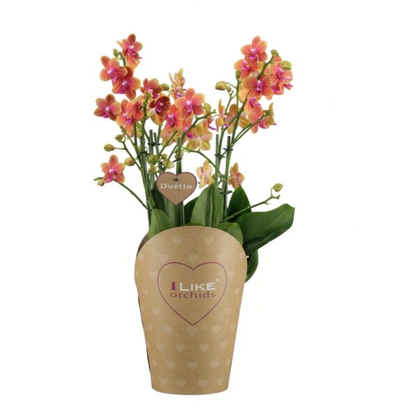 Kuuking 'Bolgheri' P17 lõhnav