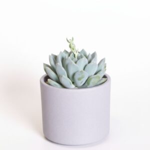 Tüsik ‘Corvus’ P8,5