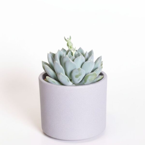 Tüsik 'Corvus' P8,5