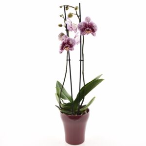 Kuuking ‘Black Stripes’ P12 2 õievart