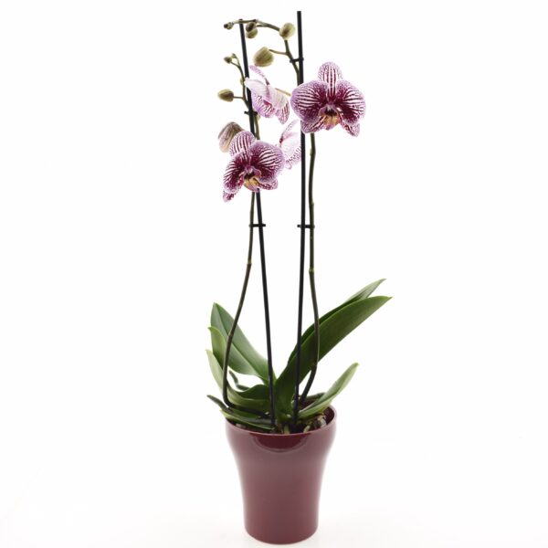 Kuuking 'Black Stripes' P12 2 õievart