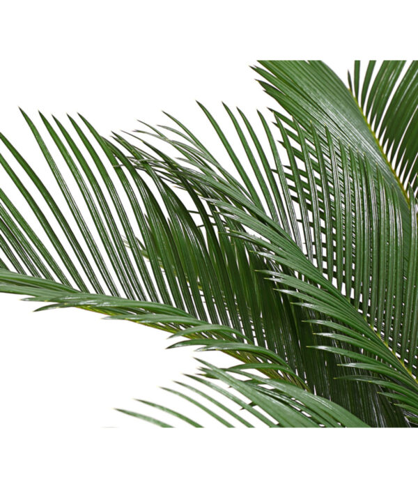 Rahu-palmlehik P21 60cm