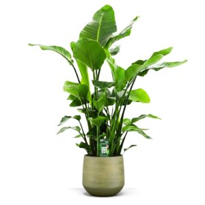 Nikolai paradiisilinnulill P35 160cm