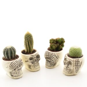 Kaktus P5,5 ümbrispotis